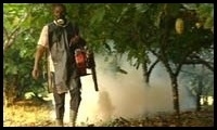 CÔTE d'IVOIRE Culture du caco